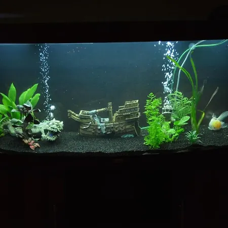 ベッド・アンド・ブレックファスト Le Clos Du Pere Finet Halma