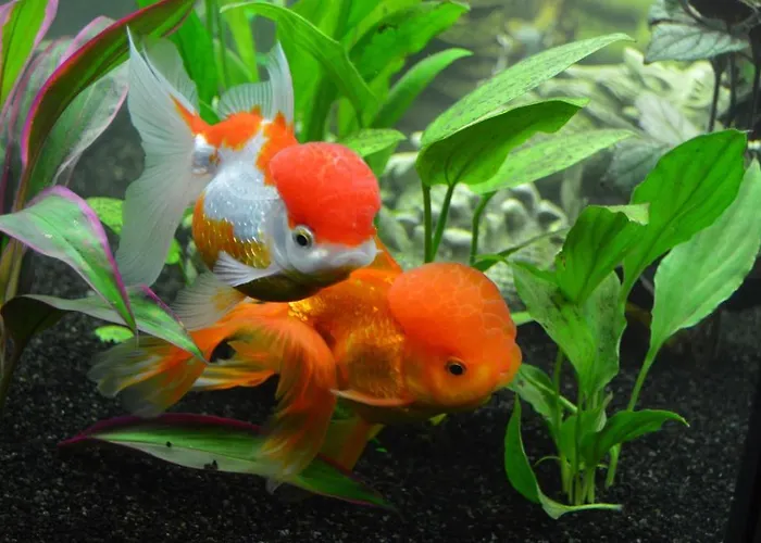 Alojamento de Acomodação e Pequeno-almoço Le Clos Du Pere Finet